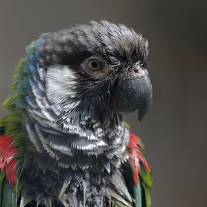 Grey-breasted conure