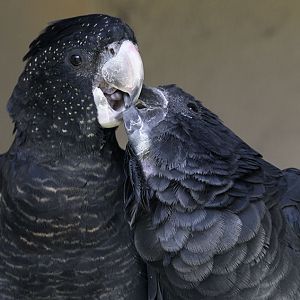 Red-tailed black (Banksian) cockatoo pair affectionate