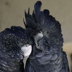 Red-tailed black (Banksian) cockatoo pair intimate