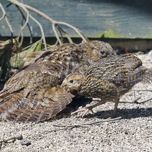 Satyr tragopan hen and poult