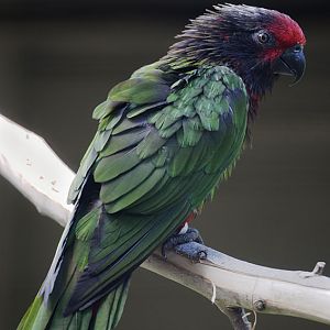 Yellow-streaked lory
