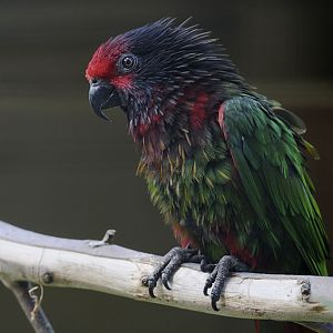 Yellow-streaked lory