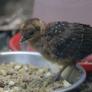 Palawan peacock pheasant chick