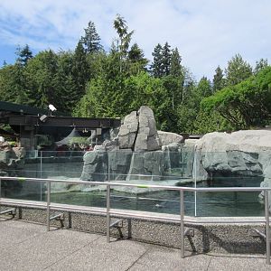 Sea Otter Exhibit #1