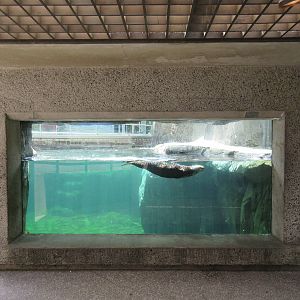 Sea Otter Exhibit #1 - Underwater Viewing