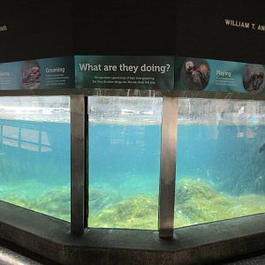 Sea Otter Exhibit #2