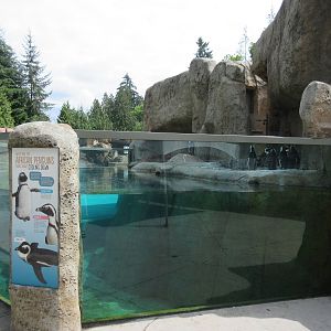 African Penguin Exhibit