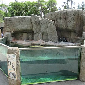 African Penguin Exhibit