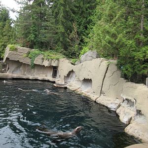 Pinniped Exhibit (4 Steller's Sea Lions + 2 Harbour Seals)