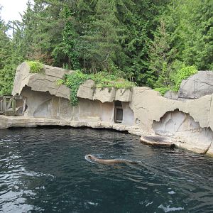 Pinniped Exhibit (4 Steller's Sea Lions + 2 Harbour Seals)