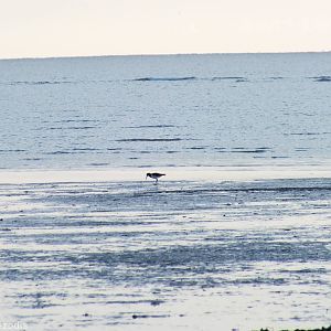 Australian Pied Oystercatcher