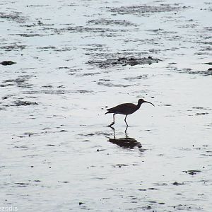 Whimbrel