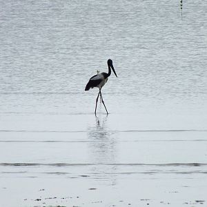 Black-necked Stork