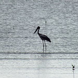 Black-necked Stork