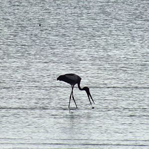 Black-necked Stork