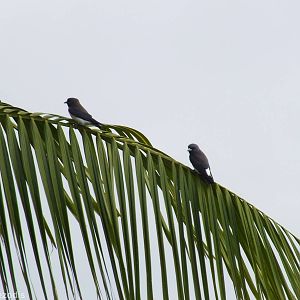White-breasted Woodswallow