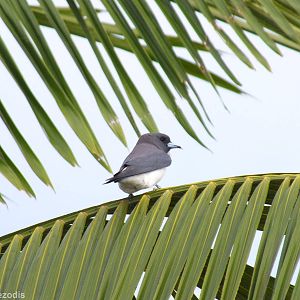 White-breasted Woodswallow