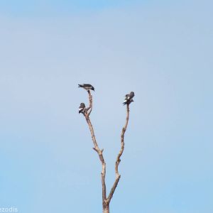White-breasted Woodswallows