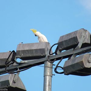 Sulphur-crested Cockatoo