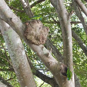 Double-eyed Fig Parrot Pair