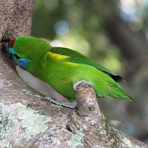Double-eyed Fig-parrot