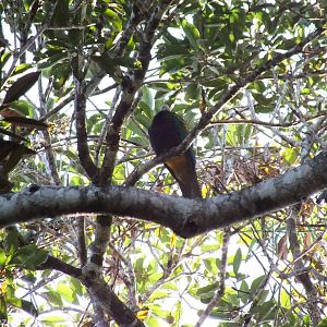 Wompoo Fruit-dove