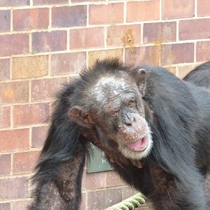 Sally The Chimpanzee