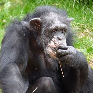 Rosie The Chimpanzee