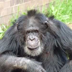 Wilson The Chimpanzee
