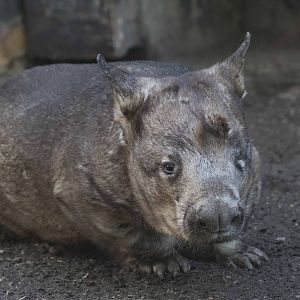 Southern Hairy-Nosed Wombat - Hamlet