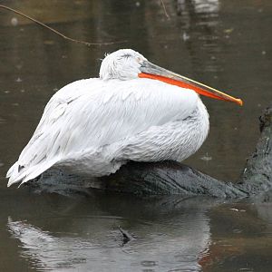 Dalmatian pelican