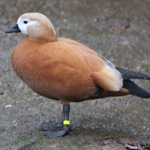 Ruddy shelduck