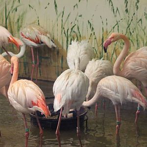 Greater flamingos indoors