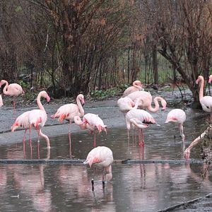Greater flamingos outdoors