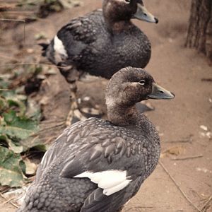 Falkland flightless steamer duck pair 1974