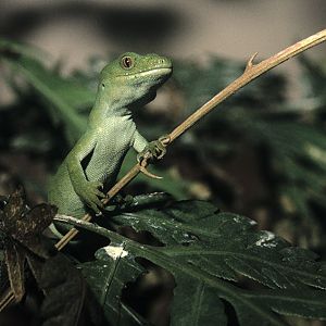 New Zealand green tree gecko 1988