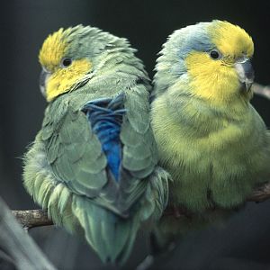 Yellow-faced parrotlet pair 1986