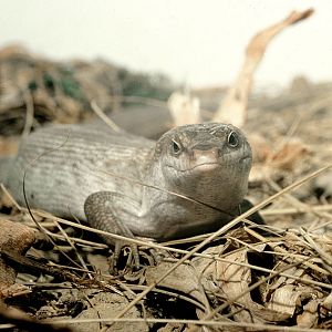Round Island skink 1983