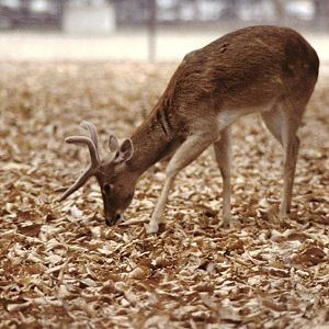 Thailand brow-antlered deer 1978