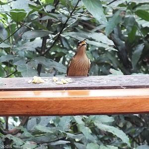 Female Victoria's Riflebird
