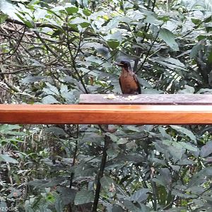 Young Male Victoria's Riflebird