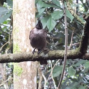 Helmeted (Hornbill) Friarbird