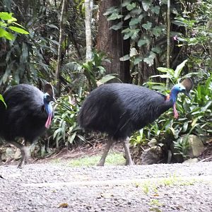 Cassowary Pair
