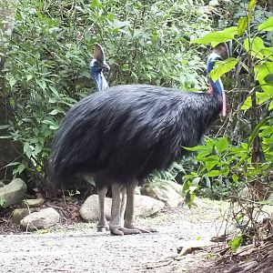 Cassowary Pair