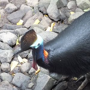 Southern Cassowary