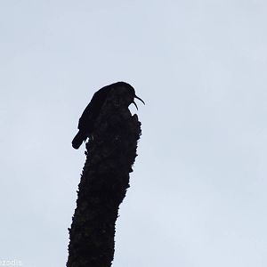 Victoria's Riflebird on Display Post