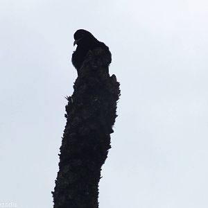 Victoria's Riflebird on Display Post