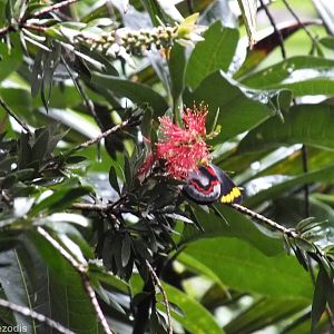 Black Jezebel Butterfly