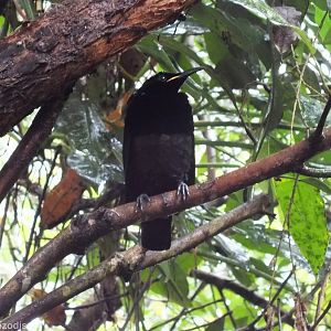 Victoria's Riflebird