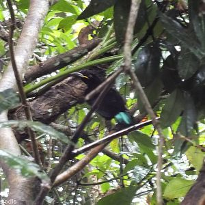 Victoria's Riflebird